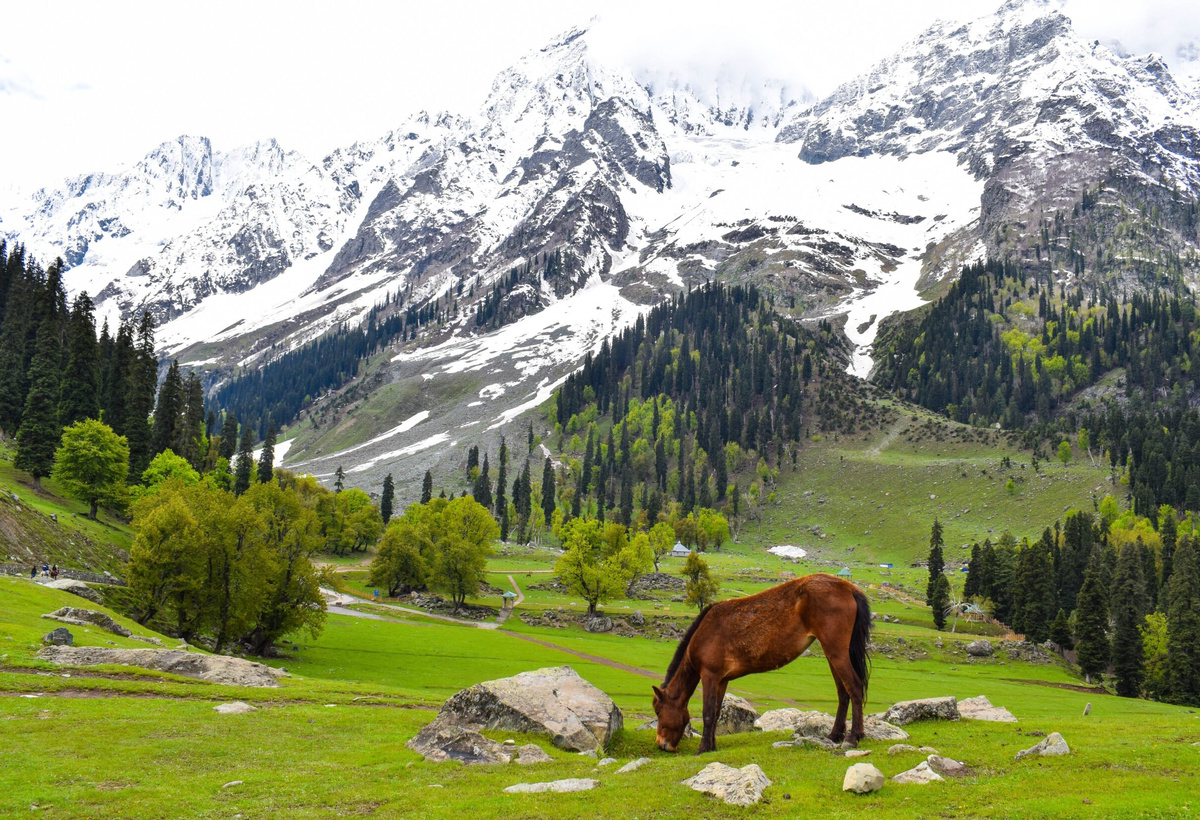 travel package Kashmir madhu trip